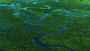 Pantanal jaguar safari