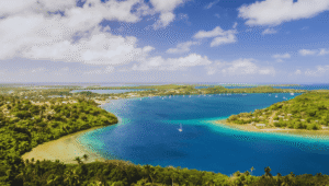 Tonga whale swimming