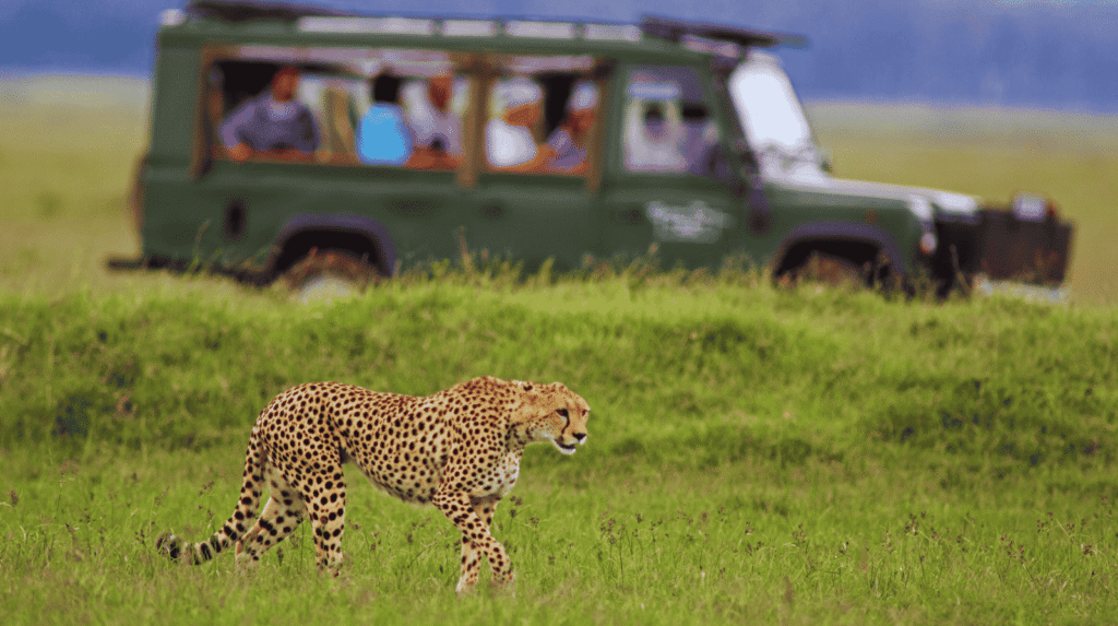 African Safari
