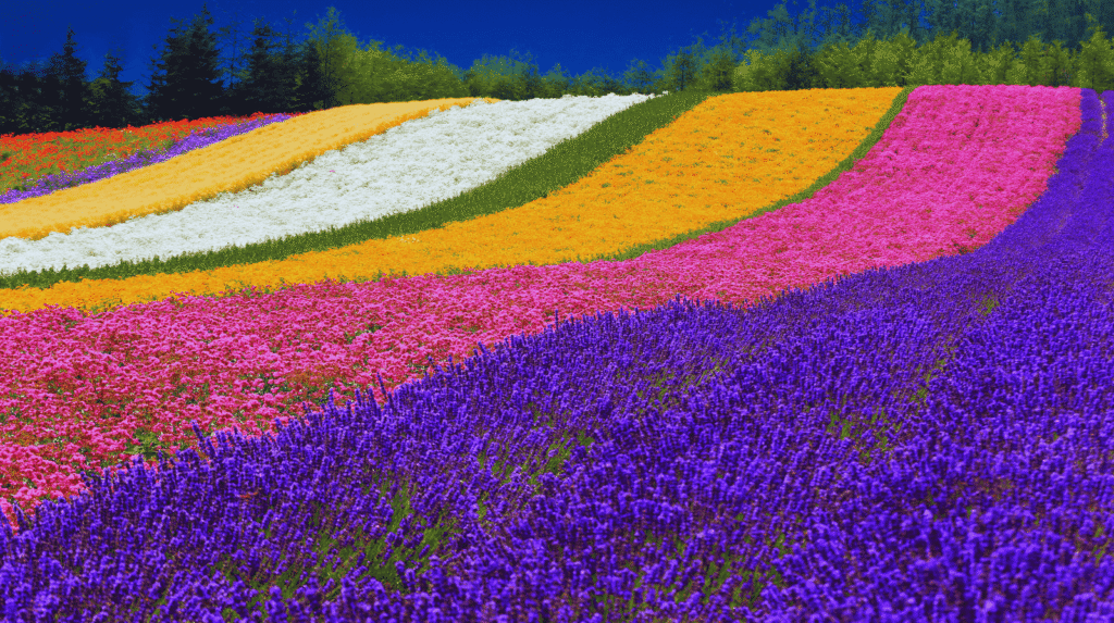 Hokkaido