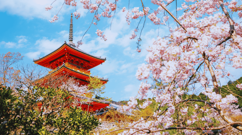 Kyoto cherry blossoms